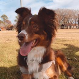 Ruby - Miniature Australian Shepherd