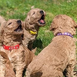 Goldendoodle Puppies from Sunny Doodle Pups
