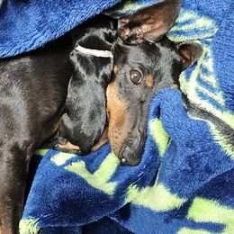 Boy 1 - male Manchester Terrier puppy in Oak Harbor, Washington from Spirit Kennels