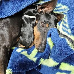 Boy 1 - male Manchester Terrier puppy in Oak Harbor, Washington from Spirit Kennels
