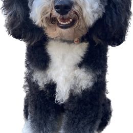Charlie - Bernedoodle