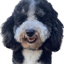 Charlie - Bernedoodle