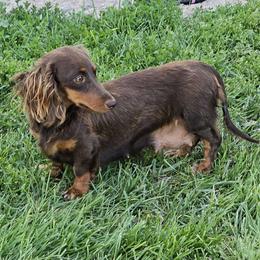 Kora - Dachshund