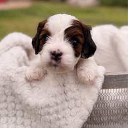 Jessie - Tri-color female Cavalier King Charles Spaniel puppy in Las Cruces, New Mexico from Mayflowers Cavalier Spaniels