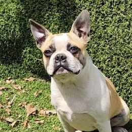 Sheba - Boston Terrier