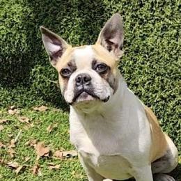 Sheba - Boston Terrier