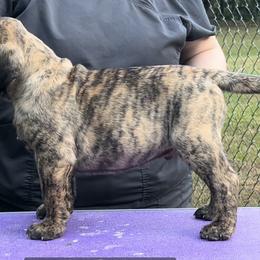 Brazil Nut - Red brindle male Bullmastiff puppy in Athens, Georgia from RCS Kennels