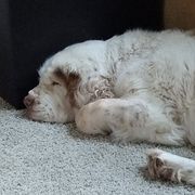 Clumber Spaniels and Golden Retrievers from Starshine Kennels