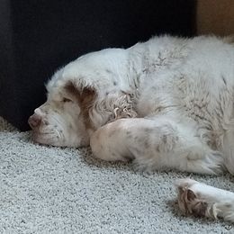 Clumber Spaniels and Golden Retrievers from Starshine Kennels