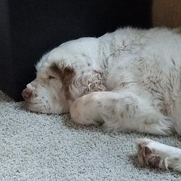 Clumber Spaniels and Golden Retrievers from Starshine Kennels