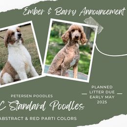 Poodle puppies from Petersen Poodles