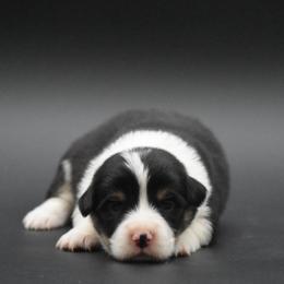 Fluffy Black Headed Tri Male - Black and tan male Pembroke Welsh Corgi puppy in Kansas City, Missouri from Willow Creek Corgis
