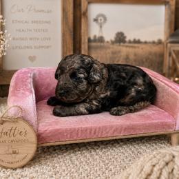 Blue Merle (with hints of chocolate) - Merle female Cavapoo puppy in Thorndale, Texas from Hattie’s Texas Cavapoos