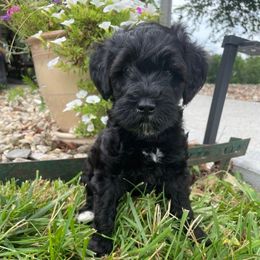 Otto - Black male Schnoodle puppy in Lathrop, Missouri from RR Schnoodles