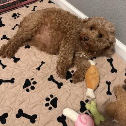Purple girl - Red  female Goldendoodle puppy in Hot Springs, Arkansas from Hot Springs Kennels