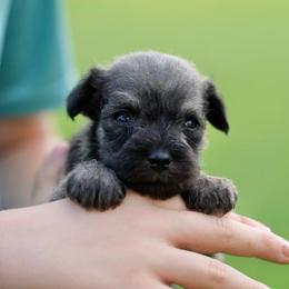 Salt and pepper - Salt and pepper male Miniature Schnauzer puppy in Snowflake / Phoenix, Arizona from Snowflake Schnauzers