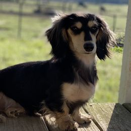 Dachshund All Grown Up from Hicks Haus Dachshunds