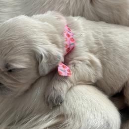 Female - Light golden female Golden Retriever puppy in Myakka City, Florida from MC Goldens