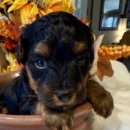 Max - Black and gold male Yorkipoo puppy in Walla Walla, Washington from Linda Sherman
