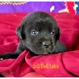 Star - Black male Labrador Retriever puppy in Sullivan, Missouri from O’Dell Labs