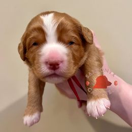 Shire - Red female Nova Scotia Duck Tolling Retriever puppy in Albany, New York from Sardonyx Canines