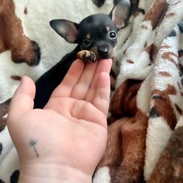 Tiny Diva - Black and tan female Chihuahua puppy in Alvord, Texas from Gift of Gods Favor