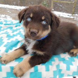 Australian Shepherd Puppies from Wagon Wheel Aussies