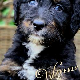 Waverly - Price 2250 - Black tri-color female Aussiedoodle puppy in Ennis, Texas from God’s Little Aussies