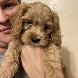 Cockapoo Puppies from Shimmer of Hope