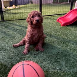 Blue former Burgandy - Red  female Poodle puppy in Keedysville, Maryland from Sunshine Red Standard Poodles