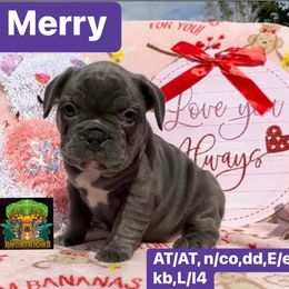 Merry - French Bulldog puppy in Titusville, Florida from Raptor Frenchies