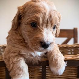Beau - Red  male Goldendoodle puppy in Bradenton, Florida from Christianna’s Mini Goldendoodles