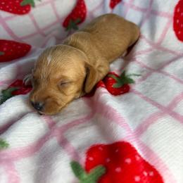 Candy - Wheaten female Dachshund puppy in Lake City, Florida from My Ditzy Doxies of Florida