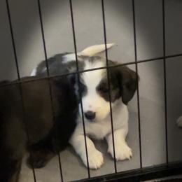 Luca - Brindle male Dachshund puppy in Petersburg, Virginia from Wiggle Waddle Dachshunds