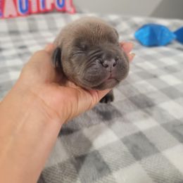 Pink collar female - Gray and fawn female Cane Corso puppy in Westerville, Ohio from Elite Empire Cane Corso