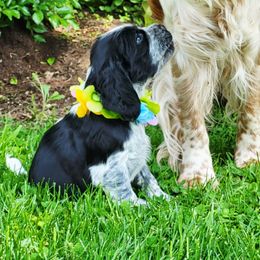 Magnolia - White and black female English Springer Spaniel puppy in Derby, Vermont from Ledge N' Tree English Springer Spaniels