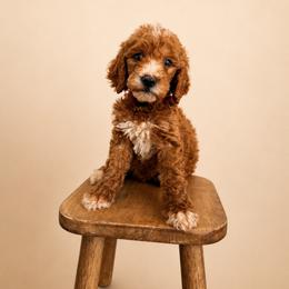 Goldendoodle and Golden Retriever Puppies from BloomingPuppies