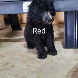 Red collar - Black female Poodle puppy in Hernando, Florida from Loveablepoodles
