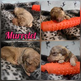 Murrelet - Chesapeake Bay Retriever puppy in Soap Lake, Washington from Desert Oasis Kennels