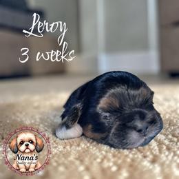 Leroy - Black and tan male Shih Tzu puppy in Sacramento, California from NANA’S  QUALITY SHIH TZU'S