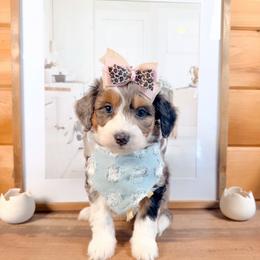 Nova - Blue merle female Aussiedoodle puppy in Chattanooga, Tennessee from Remedy Ranch Aussiedoodles