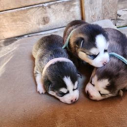 Pomsky Puppies from Pomsky Play-ce