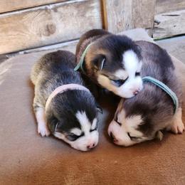 Pomsky Puppies from Pomsky Play-ce