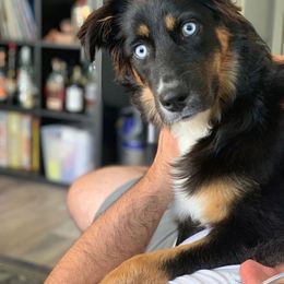 Australian Shepherd Puppies from 5280 Australian Shepherd