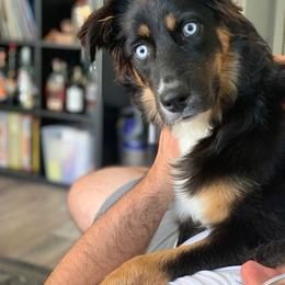 Australian Shepherd Puppies from 5280 Australian Shepherd