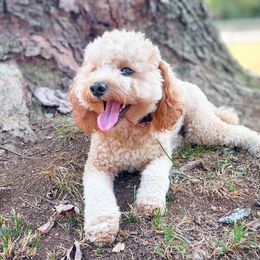 Finnick - Poodle