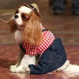 Cavalier King Charles Spaniels from Kelley Adair