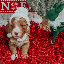 Male 2 - Red  male Goldendoodle puppy in Otisville, Michigan from Danie’s Darling Doodles LLC