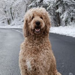 Goldendoodles from Summer Doodles