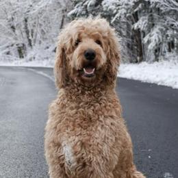 Goldendoodles from Summer Doodles